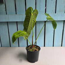 Load image into Gallery viewer, #RD37 Anthurium Veitchii