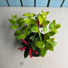 Load image into Gallery viewer, #R32 Aeschynanthus Lyon's Tricolor