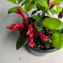 Load image into Gallery viewer, #R32 Aeschynanthus Lyon's Tricolor