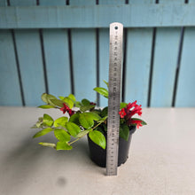 Load image into Gallery viewer, #R32 Aeschynanthus Lyon's Tricolor
