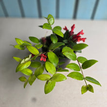 Load image into Gallery viewer, #R32 Aeschynanthus Lyon's Tricolor