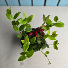 Load image into Gallery viewer, #D54 Aeschynanthus Lyon's Tricolor