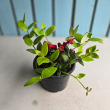 Load image into Gallery viewer, #D54 Aeschynanthus Lyon's Tricolor