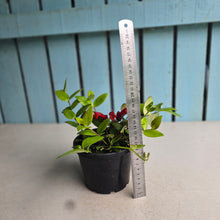Load image into Gallery viewer, #D54 Aeschynanthus Lyon's Tricolor