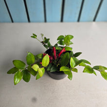 Load image into Gallery viewer, #D54 Aeschynanthus Lyon's Tricolor