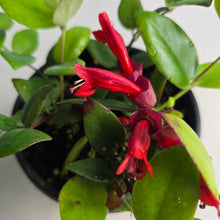 Load image into Gallery viewer, #D54 Aeschynanthus Lyon's Tricolor