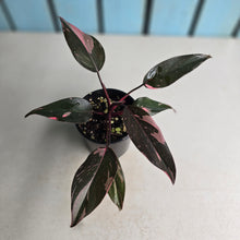 Load image into Gallery viewer, #R91 Philodendron Pink Princess
