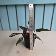 Load image into Gallery viewer, #R91 Philodendron Pink Princess