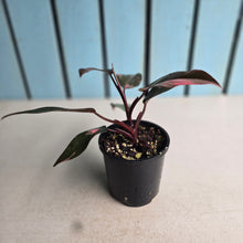 Load image into Gallery viewer, #R91 Philodendron Pink Princess