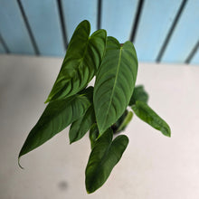 Load image into Gallery viewer, #RA6 Philodendron Tenue