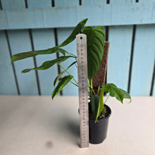 Load image into Gallery viewer, #RA6 Philodendron Tenue