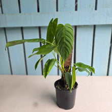 Load image into Gallery viewer, #RA6 Philodendron Tenue
