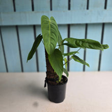 Load image into Gallery viewer, #RA6 Philodendron Tenue