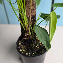 Load image into Gallery viewer, #RA6 Philodendron Tenue