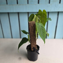 Load image into Gallery viewer, #RA6 Philodendron Tenue