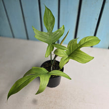 Load image into Gallery viewer, #RA7 Philodendron Florida Ghost