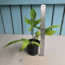 Load image into Gallery viewer, #RA7 Philodendron Florida Ghost