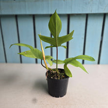 Load image into Gallery viewer, #RA7 Philodendron Florida Ghost