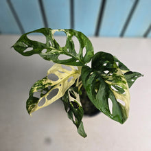 Load image into Gallery viewer, #RB2 Variegated Monstera Adansonii