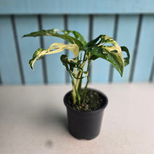 Load image into Gallery viewer, #RB2 Variegated Monstera Adansonii