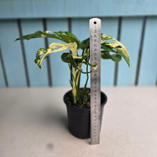 Load image into Gallery viewer, #RB2 Variegated Monstera Adansonii