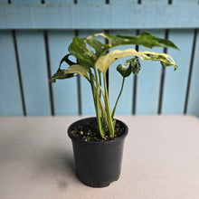 Load image into Gallery viewer, #RB2 Variegated Monstera Adansonii