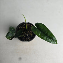 Load image into Gallery viewer, #R224 Philodendron Felix
