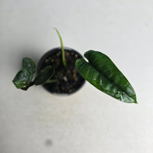 Load image into Gallery viewer, #R224 Philodendron Felix