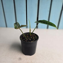 Load image into Gallery viewer, #R224 Philodendron Felix