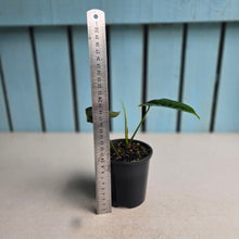Load image into Gallery viewer, #R224 Philodendron Felix