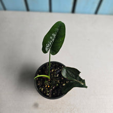 Load image into Gallery viewer, #R224 Philodendron Felix