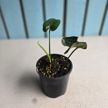 Load image into Gallery viewer, #R224 Philodendron Felix