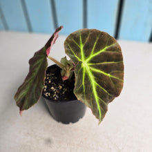Load image into Gallery viewer, #RD8 Begonia Unknown