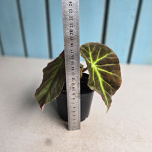 Load image into Gallery viewer, #RD8 Begonia Unknown