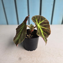 Load image into Gallery viewer, #RD8 Begonia Unknown