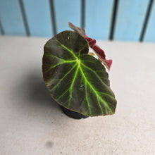Load image into Gallery viewer, #RD8 Begonia Unknown