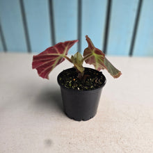 Load image into Gallery viewer, #RD8 Begonia Unknown
