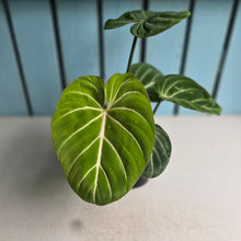 Load image into Gallery viewer, #D48 Philodendron Gloriosum