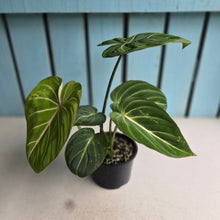 Load image into Gallery viewer, #D48 Philodendron Gloriosum