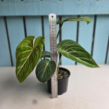 Load image into Gallery viewer, #D48 Philodendron Gloriosum