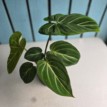 Load image into Gallery viewer, #D48 Philodendron Gloriosum