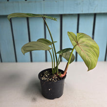 Load image into Gallery viewer, #D48 Philodendron Gloriosum