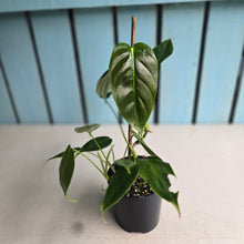 Load image into Gallery viewer, #D912 Philodendron Esmeraldense