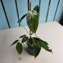 Load image into Gallery viewer, #D912 Philodendron Esmeraldense
