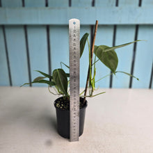 Load image into Gallery viewer, #D912 Philodendron Esmeraldense