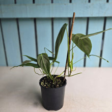 Load image into Gallery viewer, #D912 Philodendron Esmeraldense