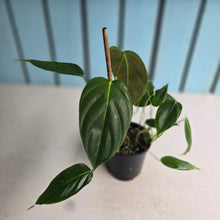 Load image into Gallery viewer, #D912 Philodendron Esmeraldense