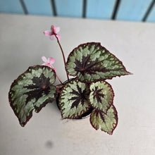 Load image into Gallery viewer, #R158 Begonia Havilah