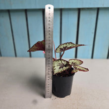Load image into Gallery viewer, #R158 Begonia Havilah