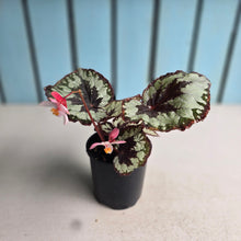 Load image into Gallery viewer, #R158 Begonia Havilah